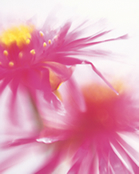 ���i�C���[�W